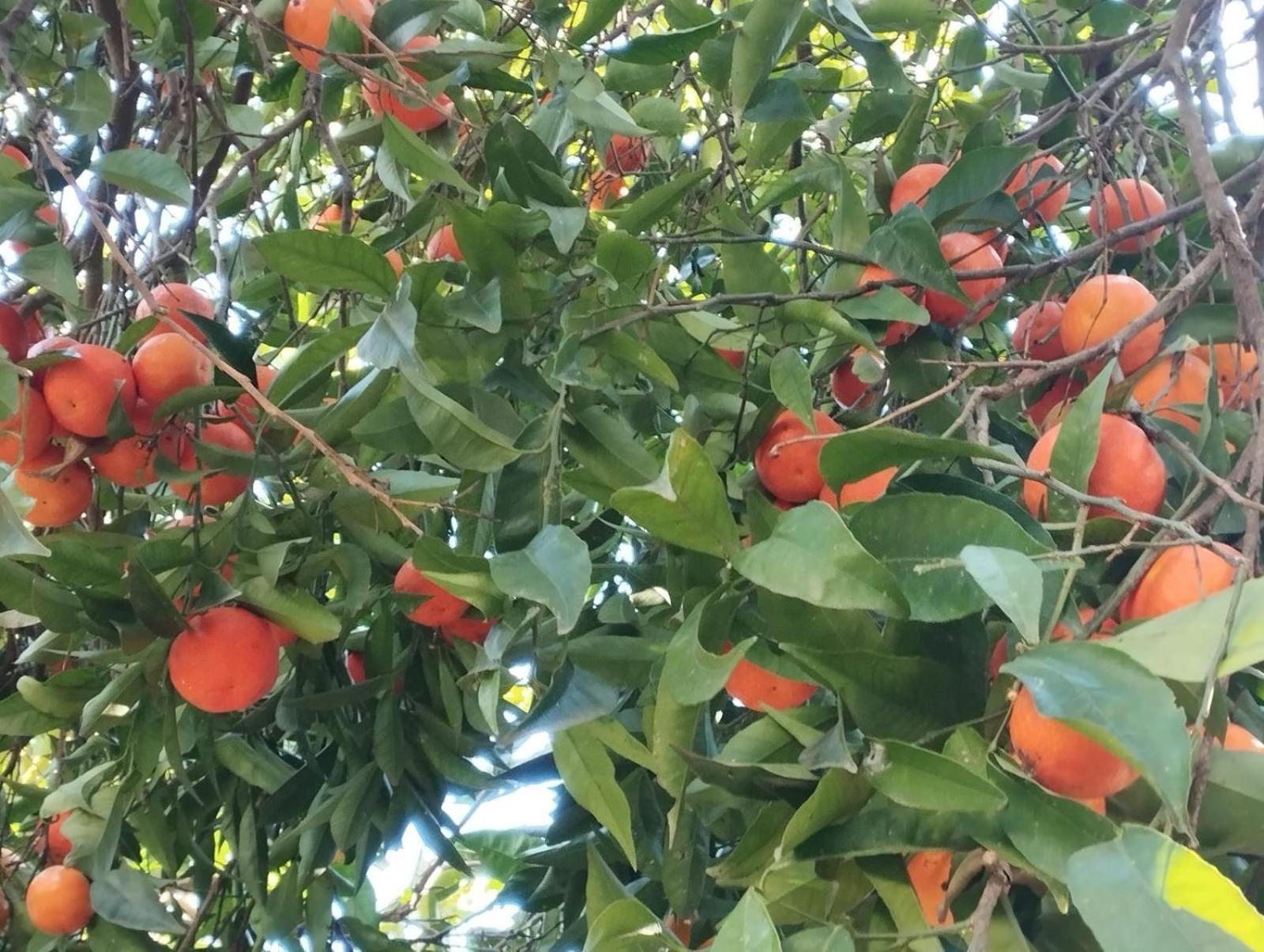 Pompei Villa Regina 博斯科雷亚莱 外观 照片